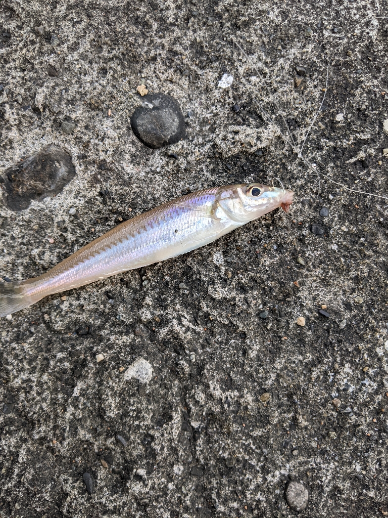 上津浦似てキス釣り