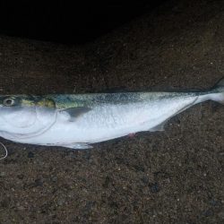 1バイト  1フィッシュ