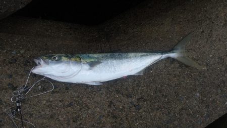 1バイト  1フィッシュ