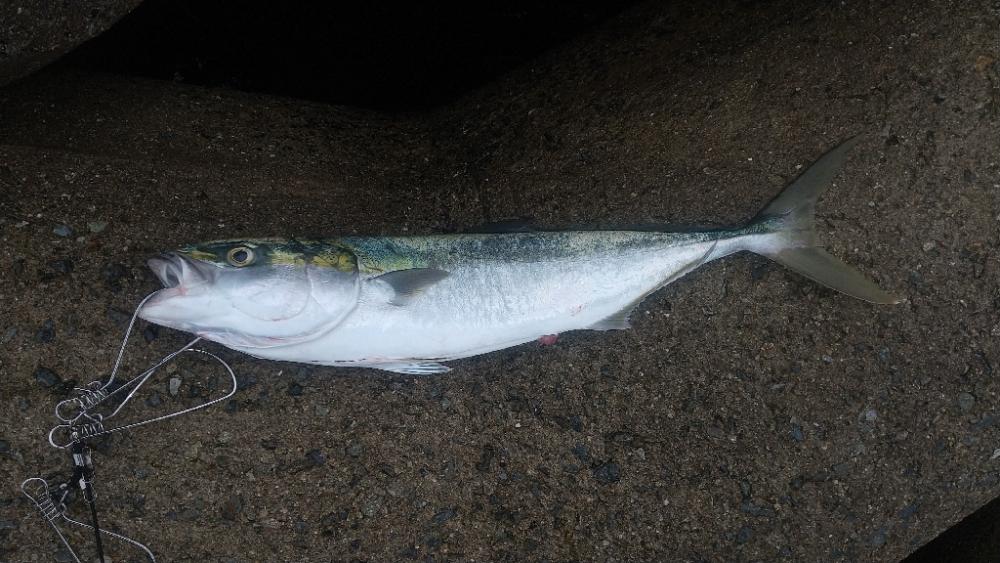 1バイト 1フィッシュ