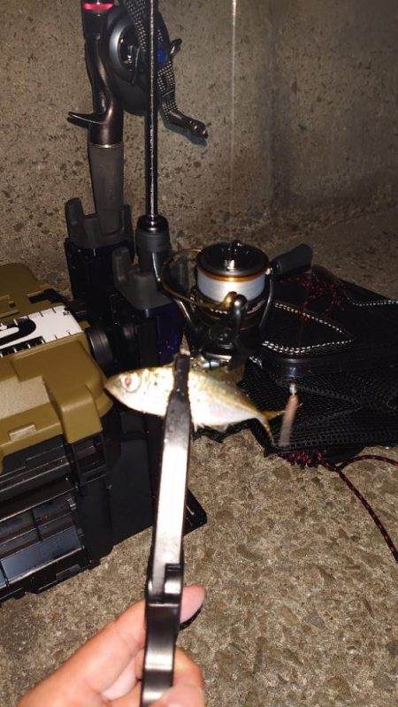 今日はエステルを使用