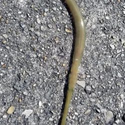 イカボウズでアオヤガラ