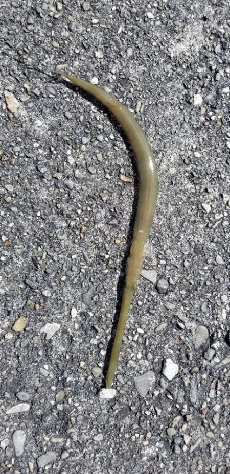 イカボウズでアオヤガラ