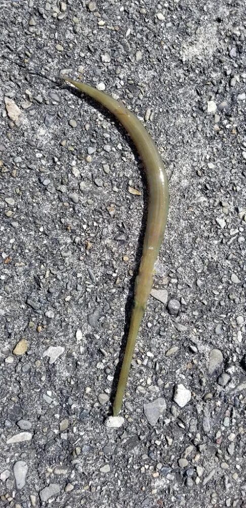 イカボウズでアオヤガラ