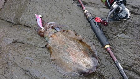 対馬エギング釣果