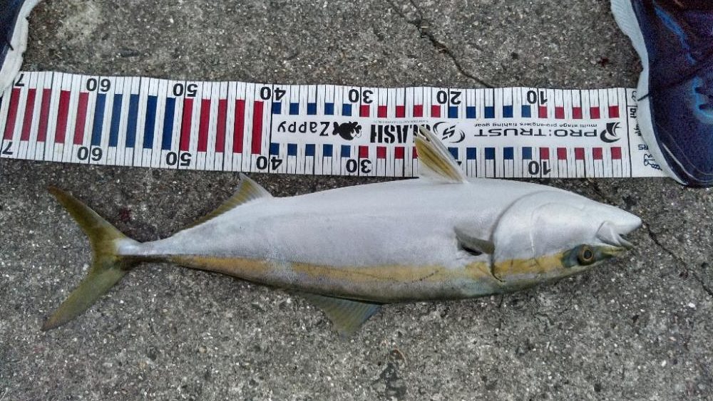 サワラリベンジパート３