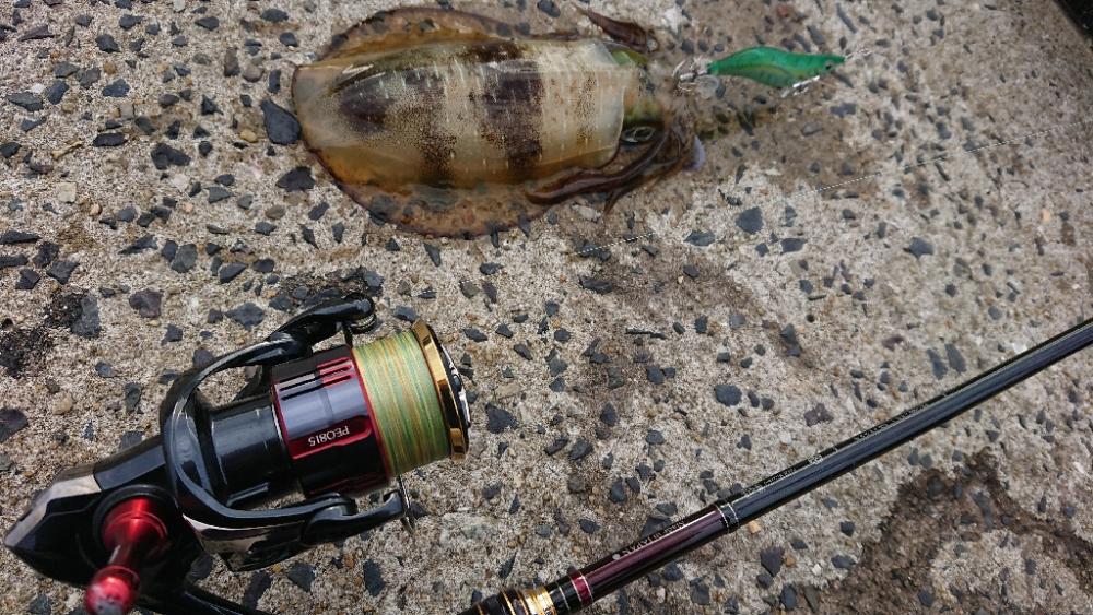 対馬エギング釣果