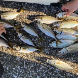 八景島でLTアジ五目