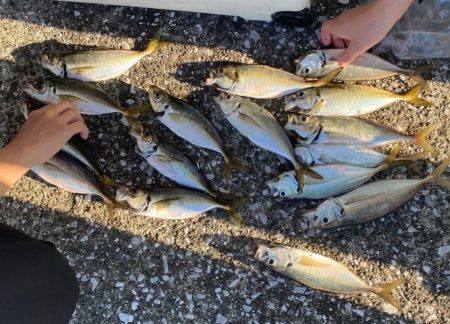 八景島でLTアジ五目