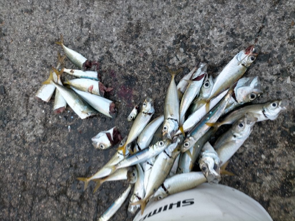 アジ サバ イワシ