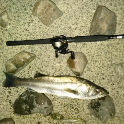 台風後の濁りで良い思い