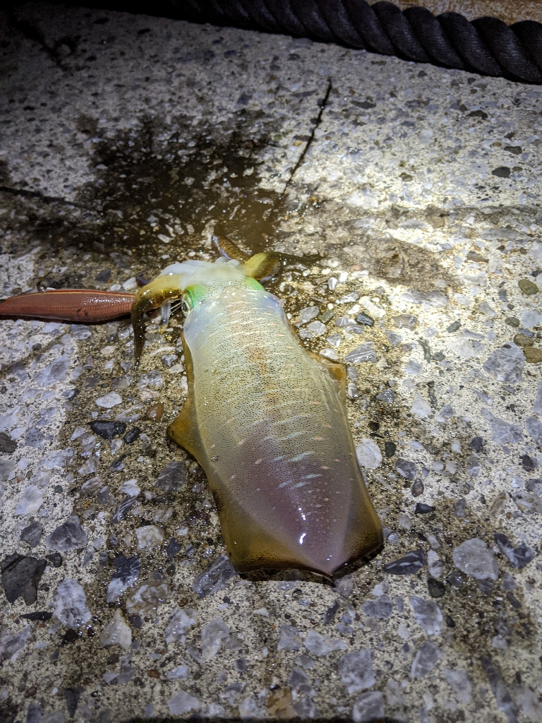 天草新子祭り①