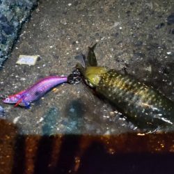 秋の夜の家族サービス