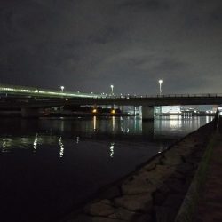 夜のエビ撒き釣り