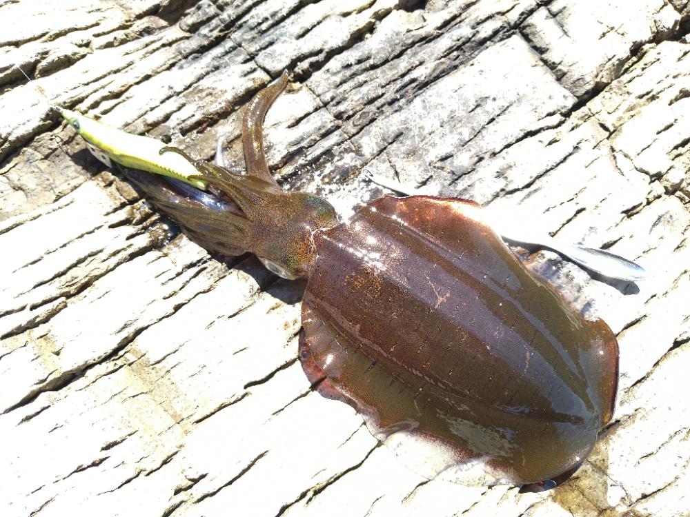 越前地磯の秋イカの様子