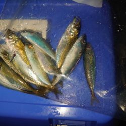 ノマセ釣り青物狙い