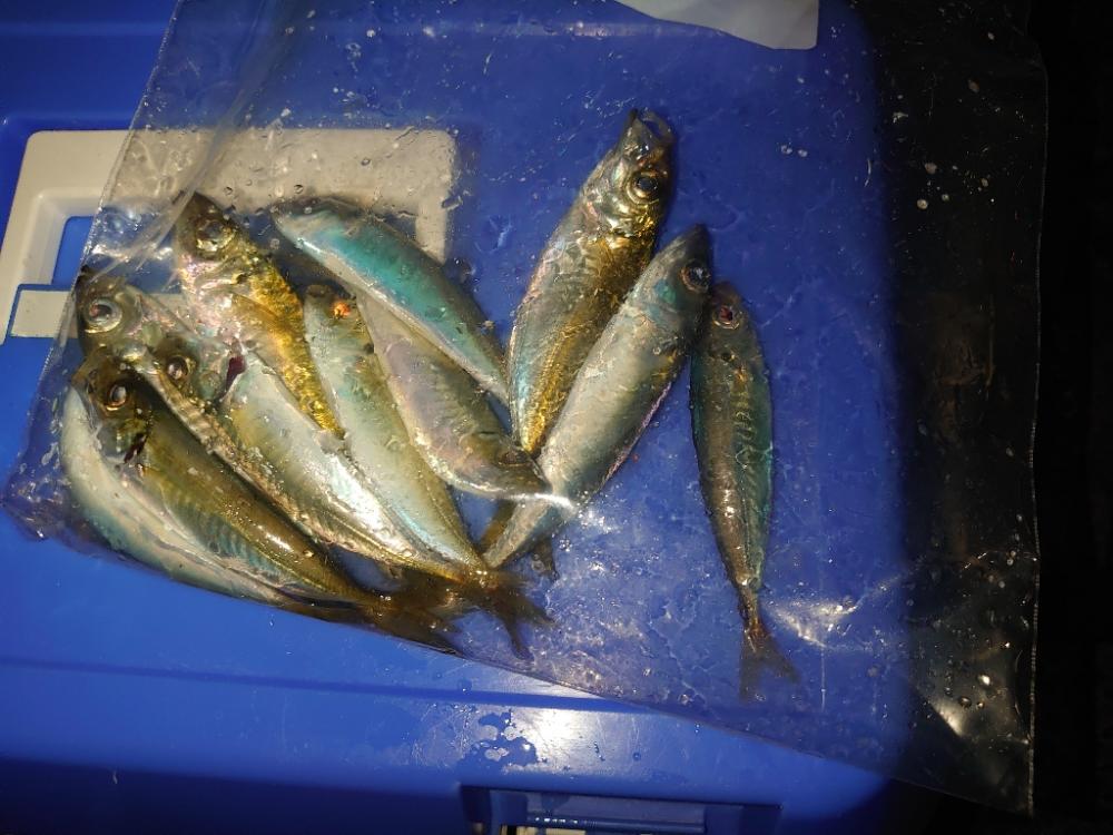 ノマセ釣り青物狙い