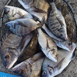 紀州釣りに挑戦しました🙋