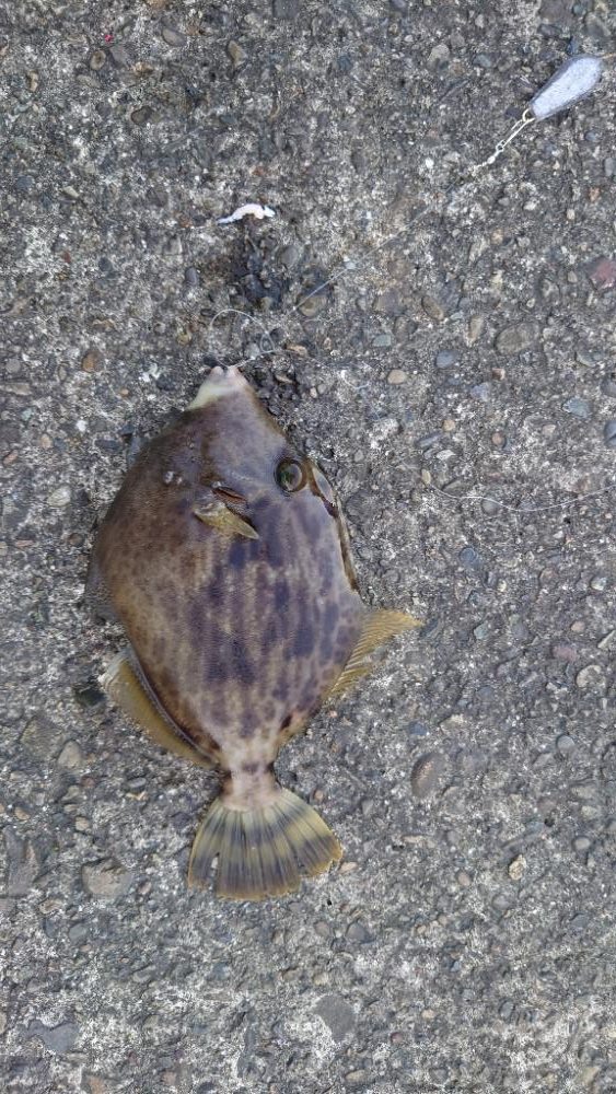 アジング　エサ