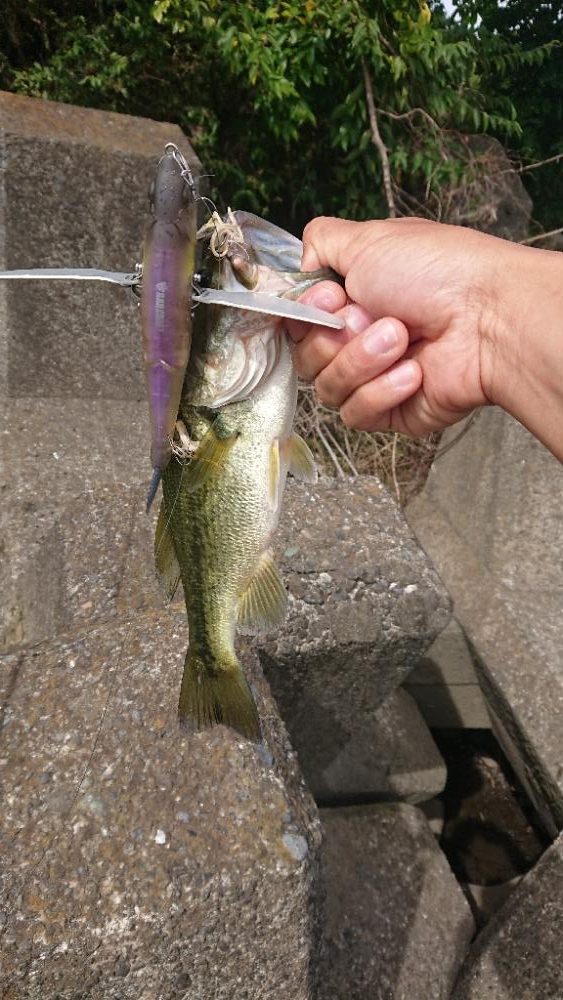 ジョイクローラーで1本