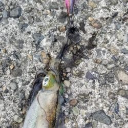 デイエギング　強風