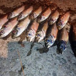 今夜は風が無く快適アジング