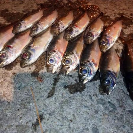 今夜は風が無く快適アジング