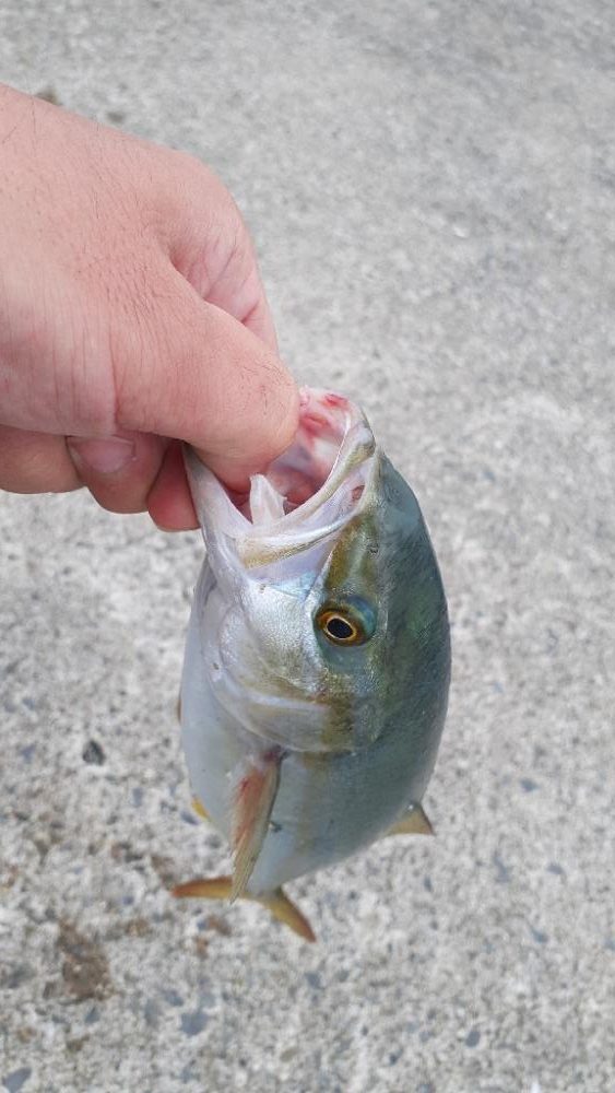 久々に青物釣れたよ～