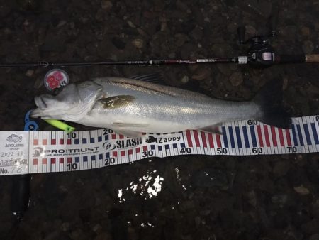 【シーバス】リバーシーバス。やっと・・・