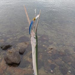 ネリゴがいなくなって…