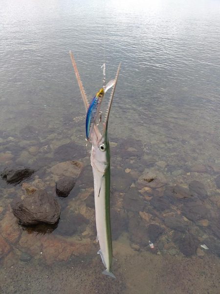 ネリゴがいなくなって…