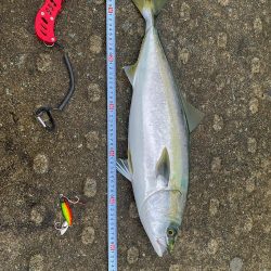 久しぶりの青物と安定のジャックアイ