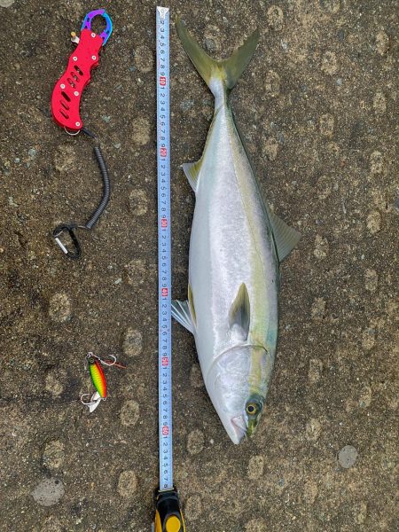 久しぶりの青物と安定のジャックアイ