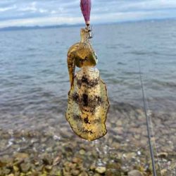 姫路離島のエギングは安定の激渋！