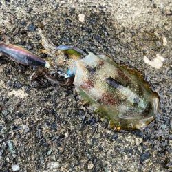 アタリ年の日本海で急に激渋！でも居るとこには居る！！