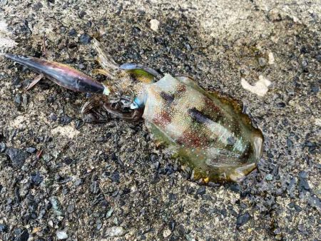 アタリ年の日本海で急に激渋！でも居るとこには居る！！