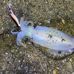 好調な日本海で良型アオリが連発モード！