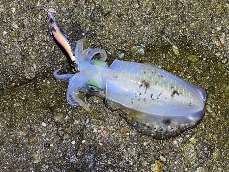 好調な日本海で良型アオリが連発モード！