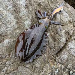 外海大荒れにつき漁港内でデイエギングからナイトエギングへ突入するが激渋！