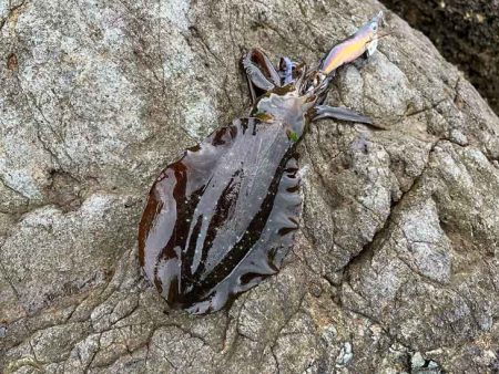 外海大荒れにつき漁港内でデイエギングからナイトエギングへ突入するが激渋！