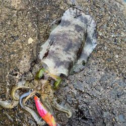 日本海エギング｜ナイトエギングのコツ