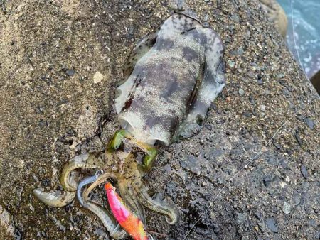 日本海エギング｜ナイトエギングのコツ