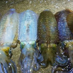 今年は当たり年と噂のアオリ狙いへ。