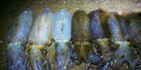 今年は当たり年と噂のアオリ狙いへ。