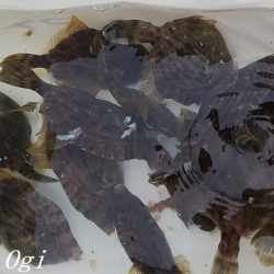 中島埠頭でカワハギ11枚！