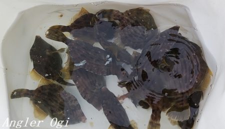 中島埠頭でカワハギ11枚！