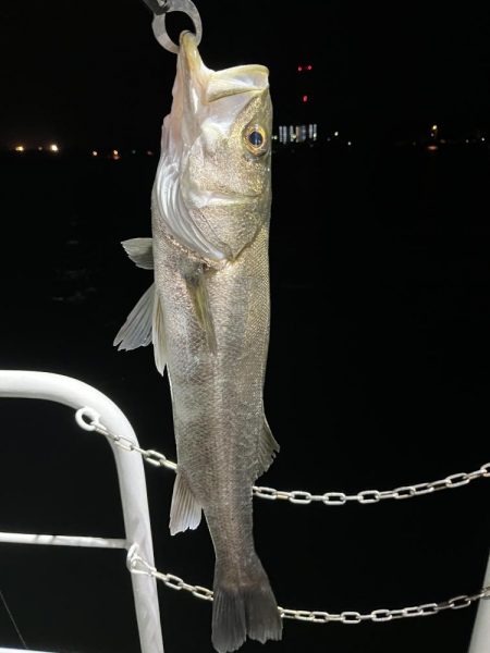 アジングタックルでシーバス