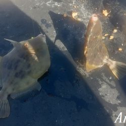 カワハギ入れ食い!午前中だけで43匹。