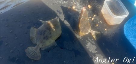 カワハギ入れ食い!午前中だけで43匹。