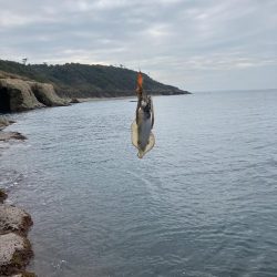 初デイ　アオリイカ